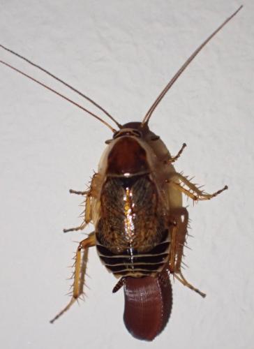 Ectobius sylvestris